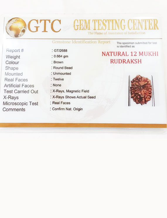 12 Mukhi Certified Indonesian Rudraksha Size- 15 mm